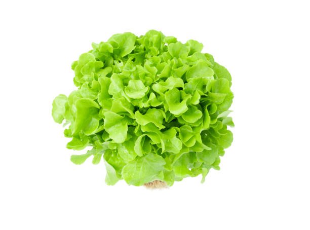 istock The Fresh organic green lettuce isolated on white background. 1480578772