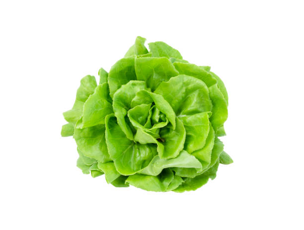 istock The Butterhead lettuce isolated on white with clipping path. 1480578781