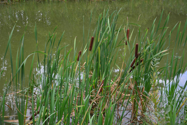 istock A pond with reeds and a green water surface isolated, close-up 1480579916