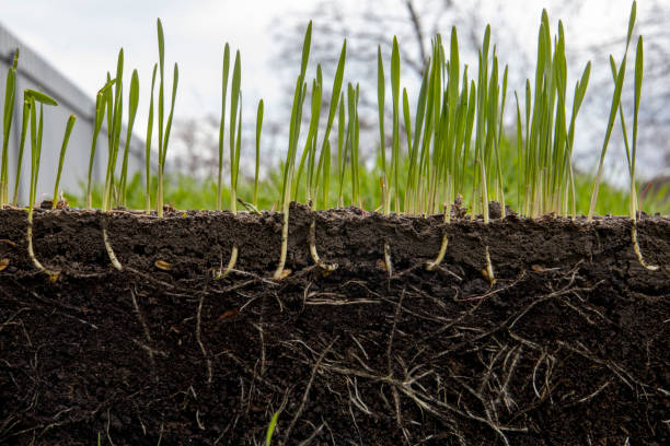 istock Young shoots of wheat with roots 1480580303