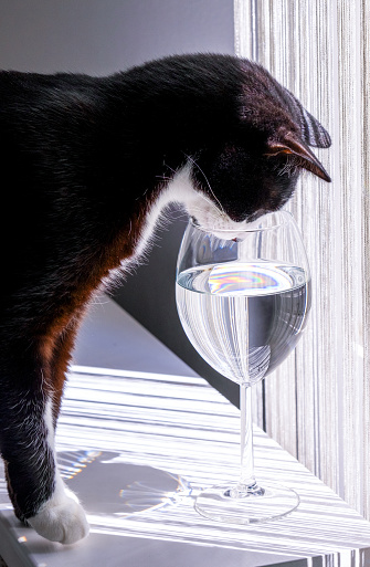 a cat sitting on a white piano near the window, wets its paw in a glass of water