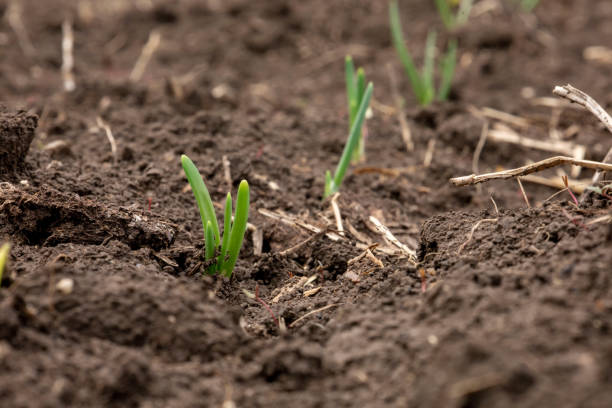 istock Young onion shoots in the open ground 1480580360