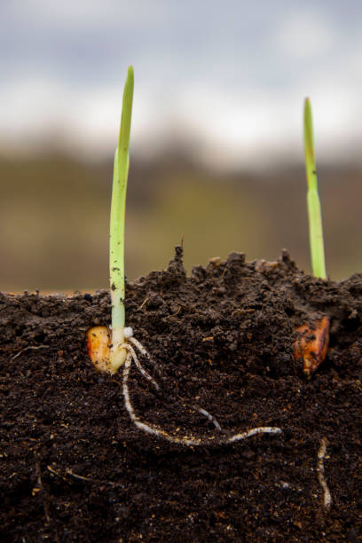istock Young shoots of corn with roots 1480580577