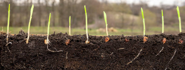 istock Young shoots of corn with roots 1480580590