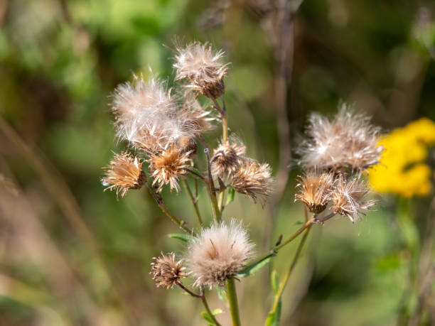 istock Burdock white fluffy flowers plants on a background of grass 1480581009