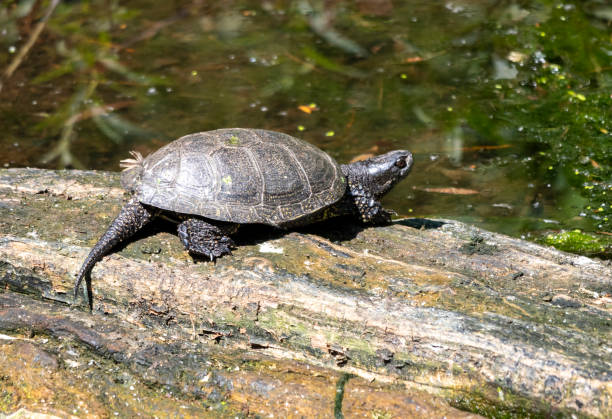 istock Red-eared slider turtle swims in the lake 1480581011