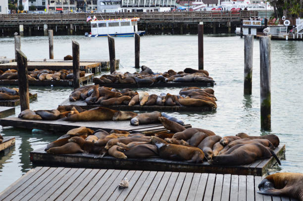 istock San Francisco seals on pier 1480581040