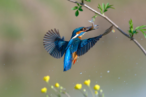 Kingfisher fishing in spring