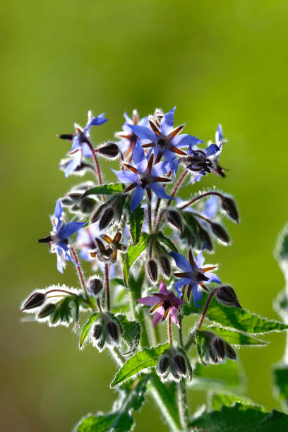 bourrache (borago officinalis) - borage photos et images de collection