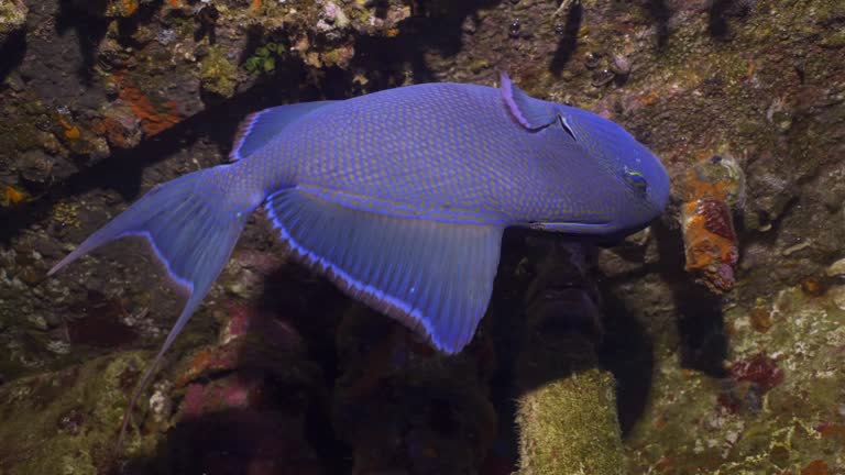 Blue Triggerfish (Pseudobalistes fuscus) swims inside hold of ferry Salem Express shipwreck