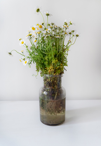 Bouquet of beautiful fresh chamomile flowers in vase