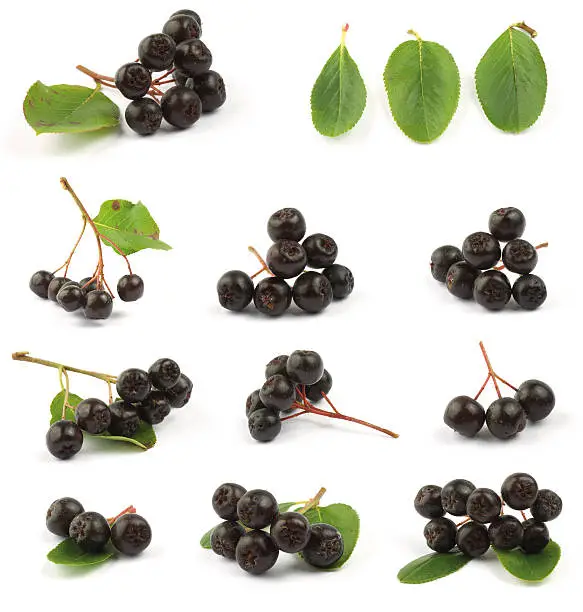 Various Black chokeberry bunch (Aronia melanocarpa) close up.