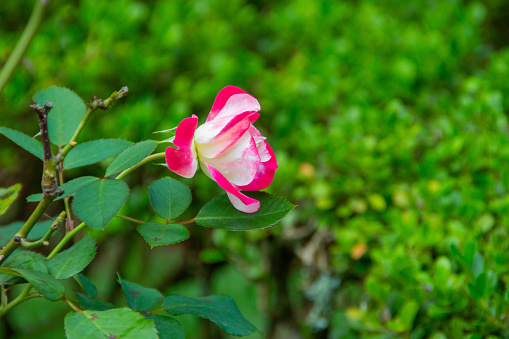 Rose floribunda in a garden in Rio de Janeiro, Brazil.