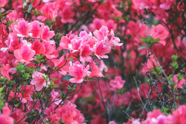 istock an red azalea, Azalea blooming on tree 1480588197