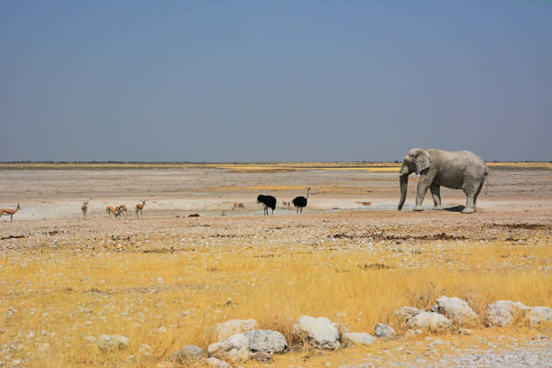un vieil éléphant grand marche à travers le désert rocheux à la rencontre des autruches et des antilopes - ostrich solitude loneliness walking photos et images de collection
