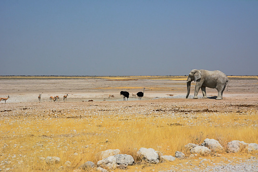 A grand old elephant walks through the rocky desert to meet ostriches and antelopes. Endless rocky desert in the background