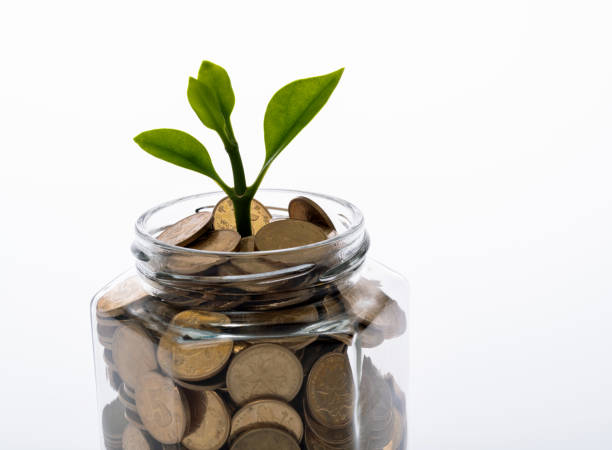 istock Young plant growing from coin jar 1480592485
