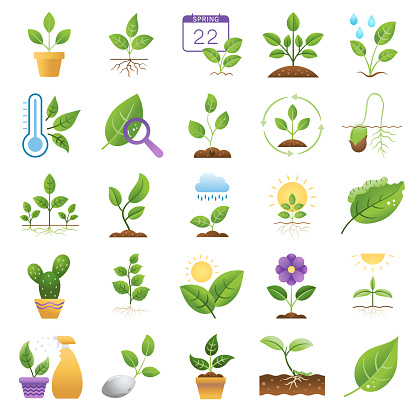 Plant, nature,  growth icon on a Transparent background. There is no white shape behind this icon so it’s easier to drop the .eps file into your projects.