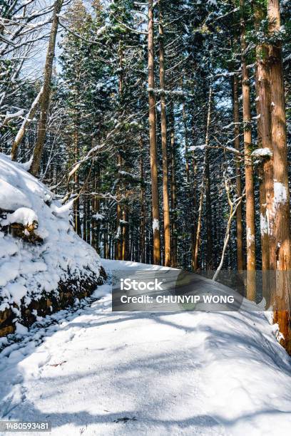 Path Covered In Snow During The Winter Stock Photo - Download Image Now - Japan, Landscape - Scenery, Rural Scene
