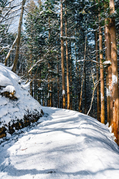 path covered in snow during the winter - jigokudani imagens e fotografias de stock