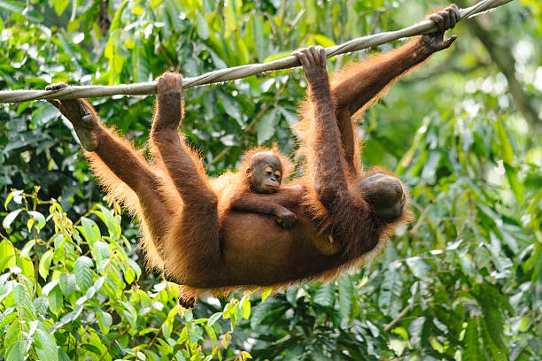 베이비 오랑우탄 안정 어머니의 밸리 - young animal orangutan mother ape 뉴스 사진 이미지