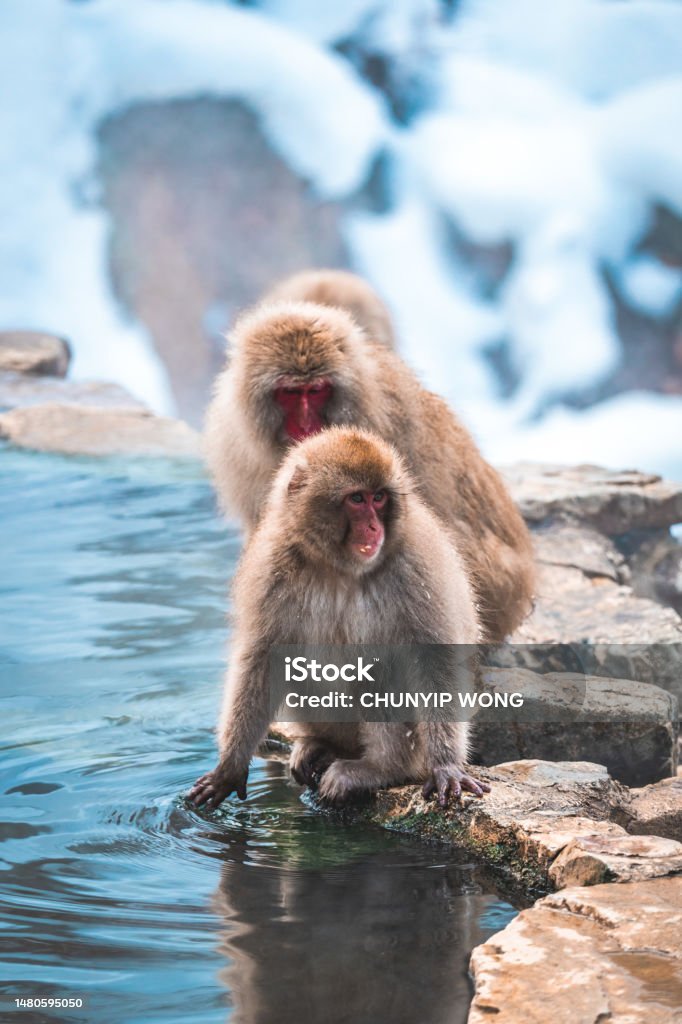 relax Japanese snow monkey in the hot spa,Japan Animal Stock Photo