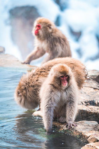 Japanese snow monkey in the hot spa,Japan