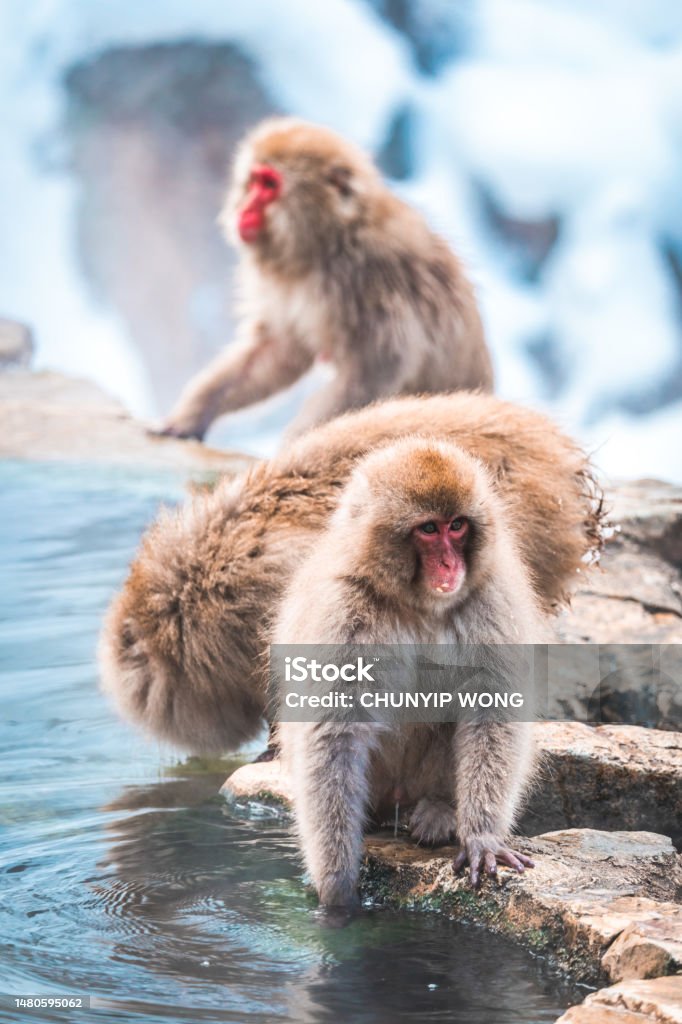 relax Japanese snow monkey in the hot spa,Japan Animal Stock Photo