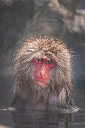 Japanese snow monkey in the hot spa,Japan