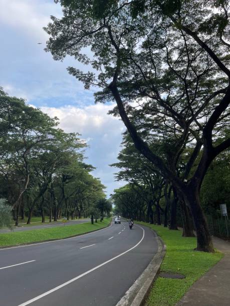 istock Tree-lined street on the road 1480595138