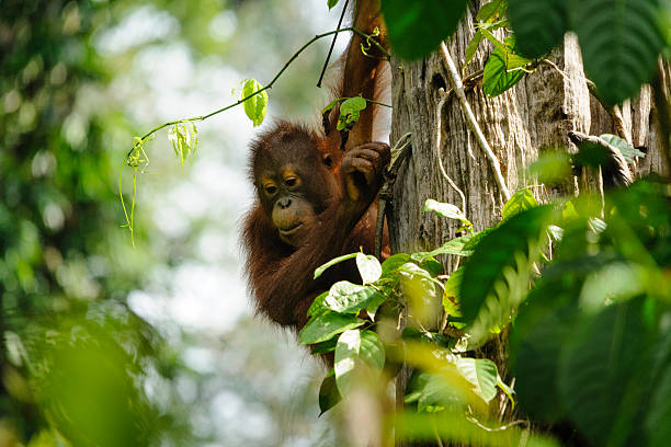 jovem orangotango na árvore - orangutan ape endangered species zoo imagens e fotografias de stock