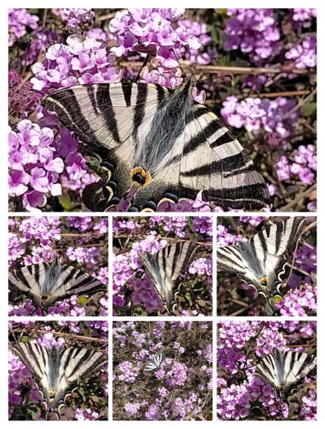 collage d’iphiclides podalirius (papillon) sur de petites fleurs de lilas - scarce swallowtail photos et images de collection