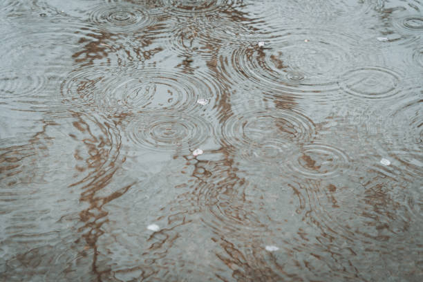 istock The cherry blossoms fall into the water and ripples 1480596437