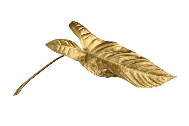 istock leaves of Gold color tree on white background. 1480596871