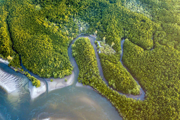Aerial view Mangrove forest and river flowing through a green tropical forest