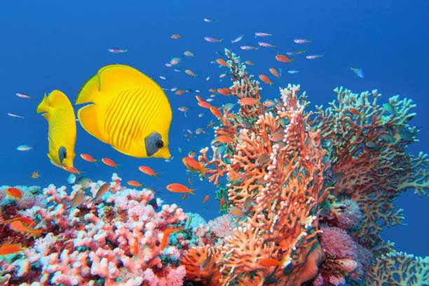 morze czerwone egipt.  piękna scena rafy koralowej z fire coral (millepora), parą żółtych zamaskowanych ryb motyli i czerwonymi anthias - chaetodon zdjęcia i obrazy z banku zdjęć