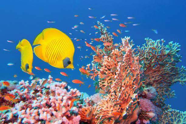 red sea egypt.  beautiful coral reef  scene with fire coral  (millepora) ,couple of yellow masked butterfly fish and red anthias - 蝴蝶魚 個照片及圖片檔