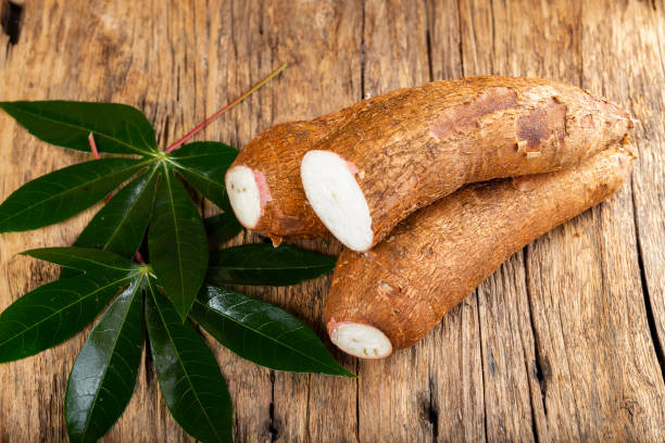 istock cassava pile, yucca, on a background of rustic wood (Manihot esculenta) 1480598111