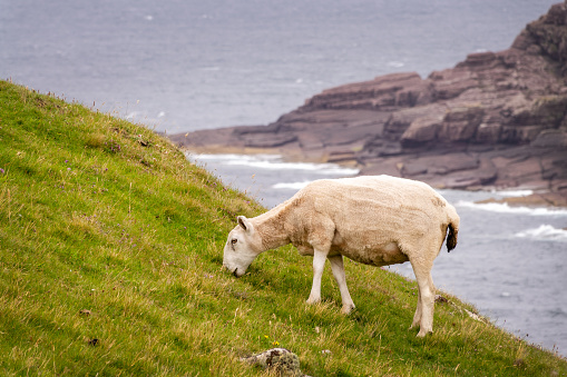 Sheep grazing next to the coast in North West Highlands, Scotland, UK