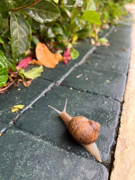 foto de um caracol rastejando no asfalto para os arbustos - snail environmental conservation garden snail mollusk - fotografias e filmes do acervo