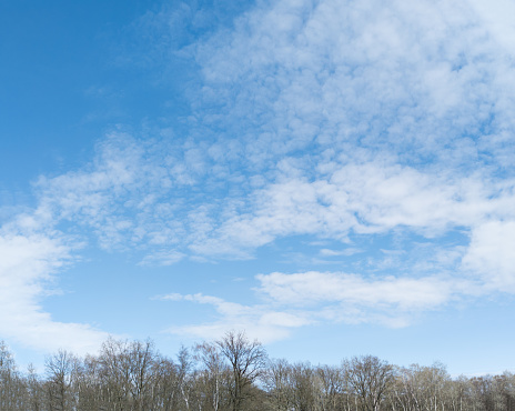 Walking on a snowy mountain, I took pictures of trees waiting for spring