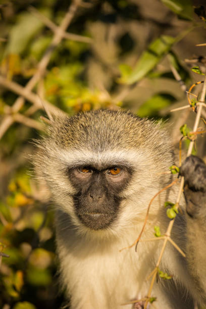istock Close up image of a vervet monkey in nature. 1480601075