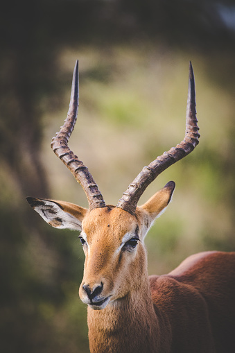 Portrait of an Impala Ram in a nature reserve