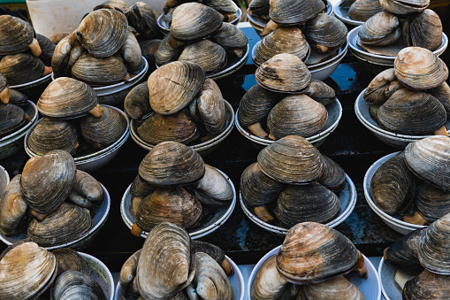 Clams for sale at Jagalchi Market in Busan, South Korea