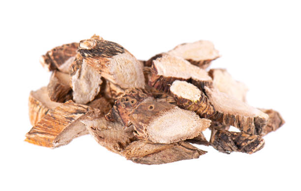 istock Calamus root isolated on white background. Sweet flag, sway or muskrat root, vasambu. Dry root of Acorus calamus. 1480602458