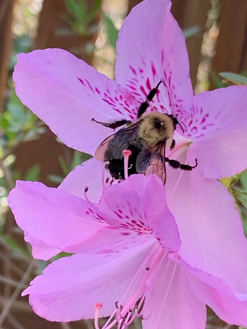 Bumblebee on Azalea