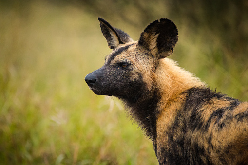 Close up image of an African Wilddog in a national park in South Africa