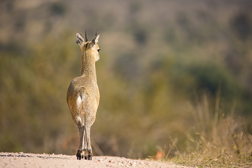 Imagen de cerca de Klipspringer en el parque Greater Kruger en Sudáfrica photo