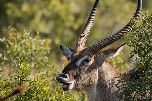 Close up image of a Waterbuck in a nature reserve in South Africa