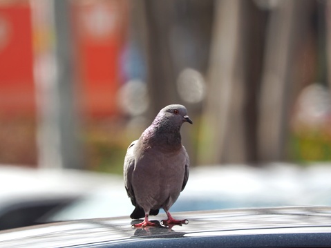 Lovely Bird is on top of the Car